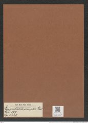 Eupodiscus simplex Grev. (de-Toni-Nr.: Genus 177, Species 4469) Zeichnungen Sammlung Grunow Mappe 04391 (Herbarium_W_Grunow_drawings_Folder_04391)